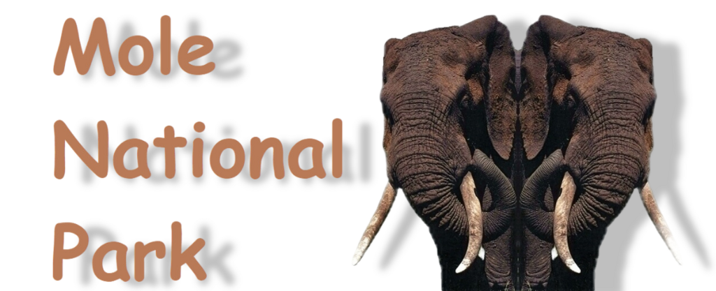 Ghana, Mole National Park, West Africa