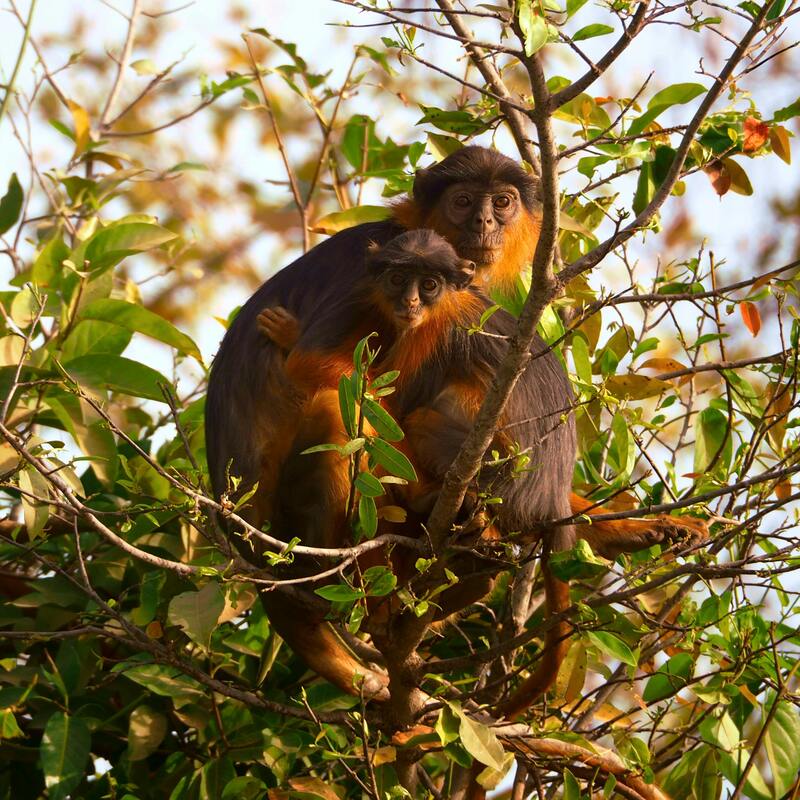 Monkeys! Discover wildlife in The Gambia